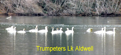 Trumpeter Swans on   Lake Aldwell