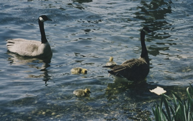 Canadian   Honkers on Lk Aldwell