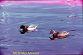 mallards on lk   Aldwell